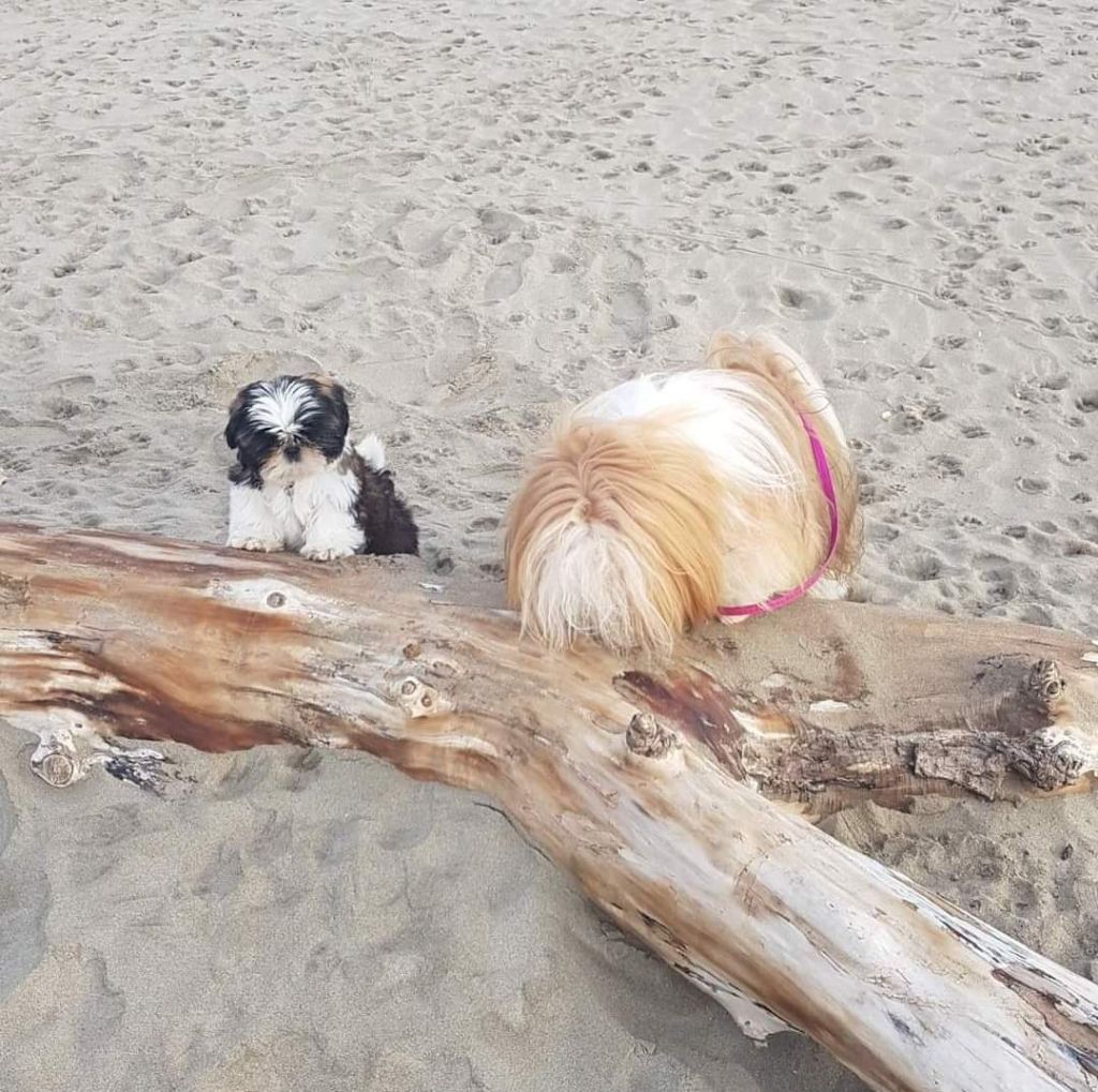 Rhapsody shu Shah  abbas  