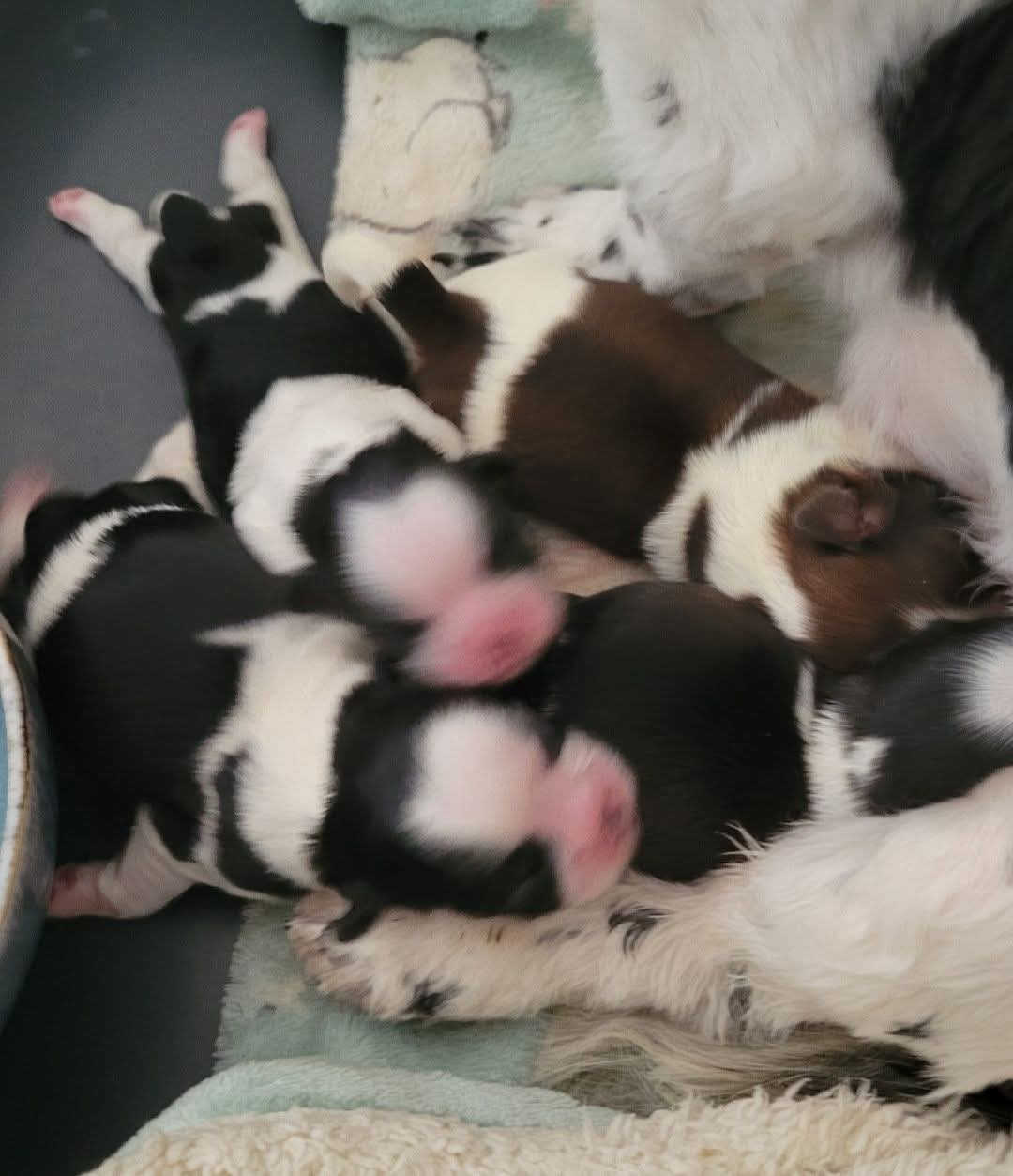 de la vallée aux mille fleurs - 24 FEVRIER 2026...Gestation confirmée ...nous attendons les babys de SOLARIS AVIS Y SAIKO ET DE ULIANA DE HILLSBURY..