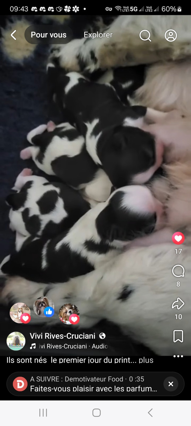 lNaissance..💖 20 mars 💖... babys de SOLARIS AVIS Y SAIKO ET DE ULIANA DE HILLSBURY..