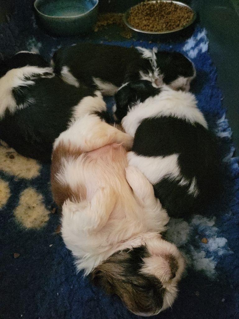 Carnet rose..  babys de lulu  et saiko  nés le 04 /09/25