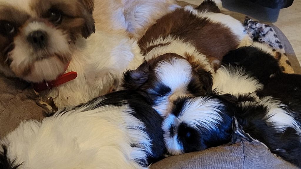 de la vallée aux mille fleurs - Shih Tzu - Portée née le 04/09/2025