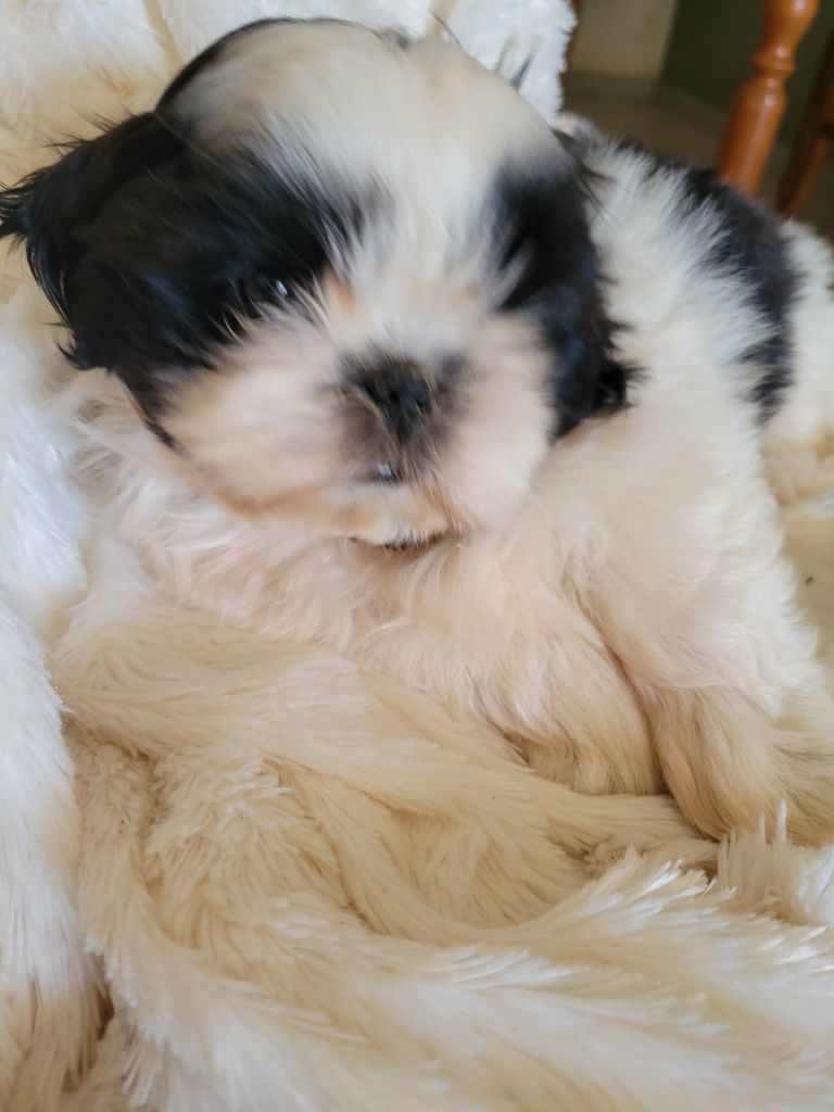 de la vallée aux mille fleurs - Chiots disponibles - Shih Tzu