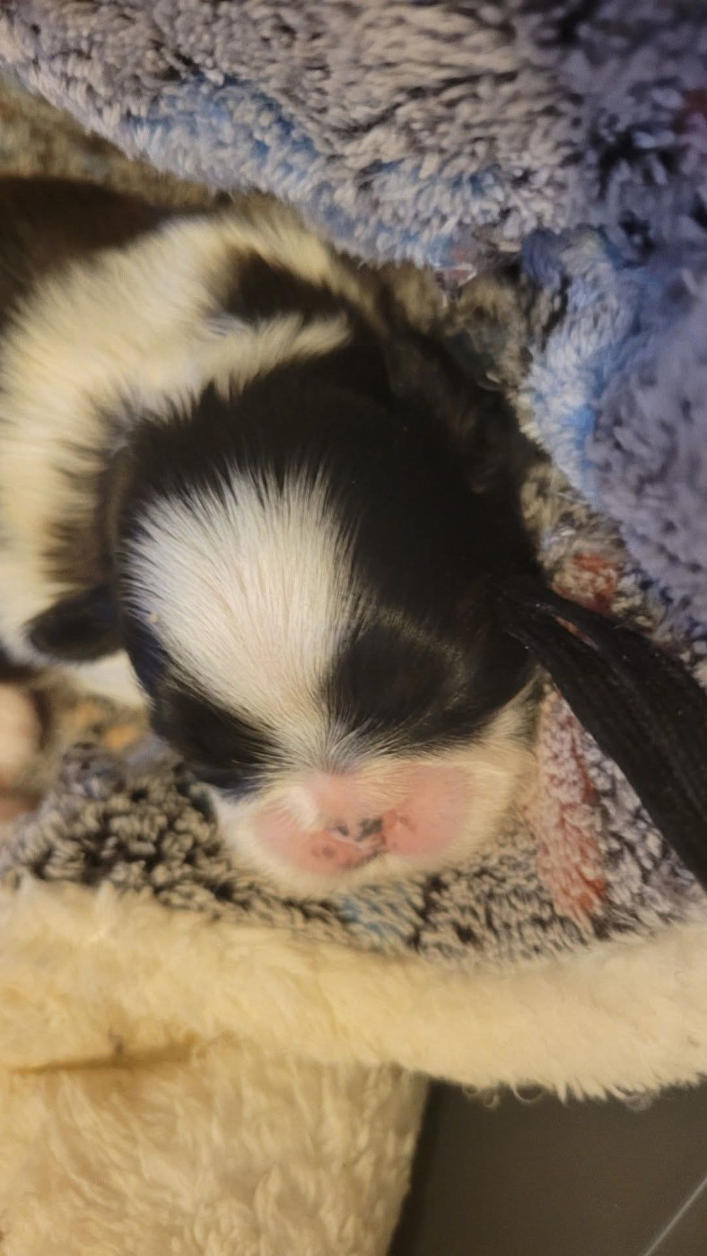 de la vallée aux mille fleurs - Chiots disponibles - Shih Tzu