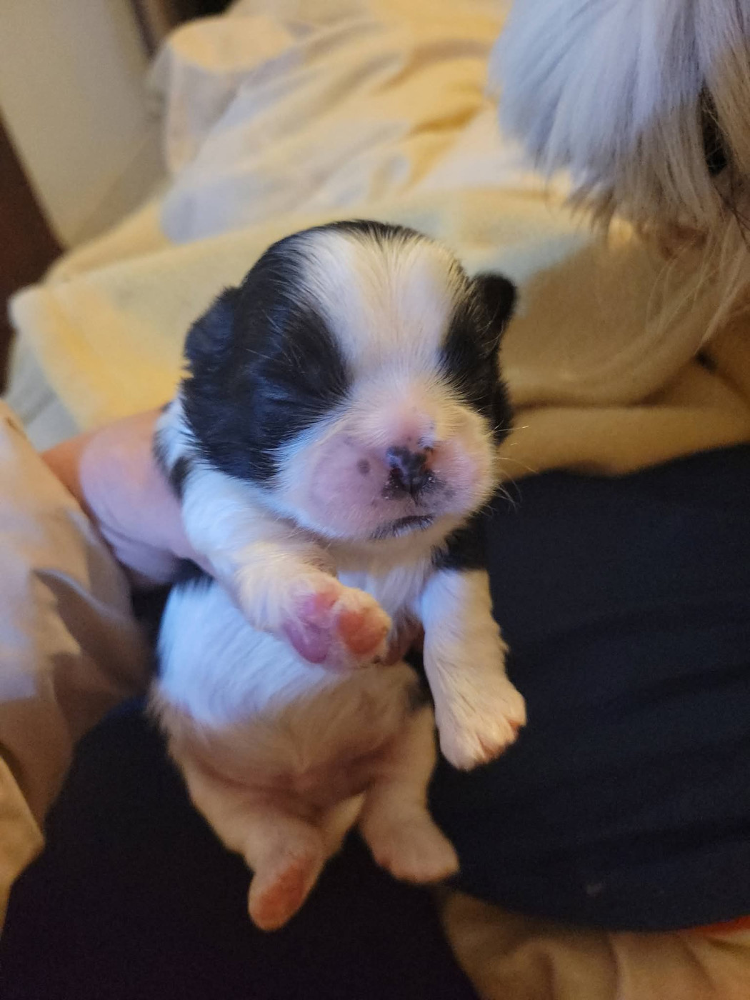 de la vallée aux mille fleurs - Chiots disponibles - Shih Tzu