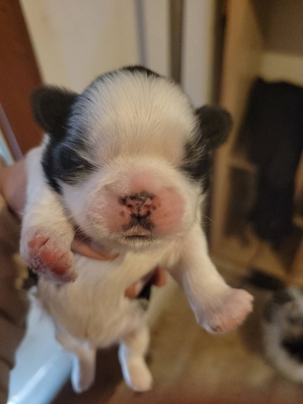 de la vallée aux mille fleurs - Chiots disponibles - Shih Tzu