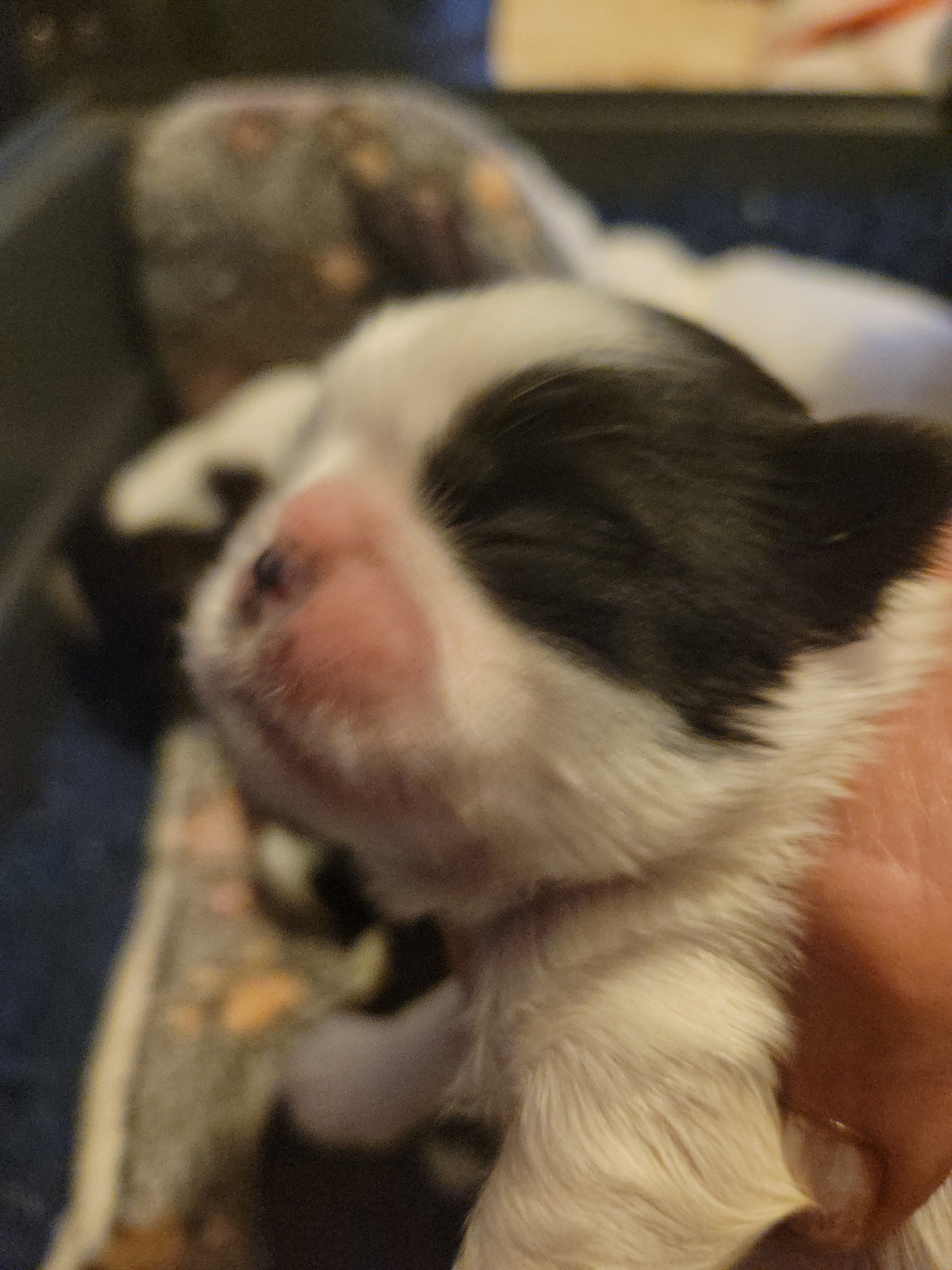 de la vallée aux mille fleurs - Chiots disponibles - Shih Tzu