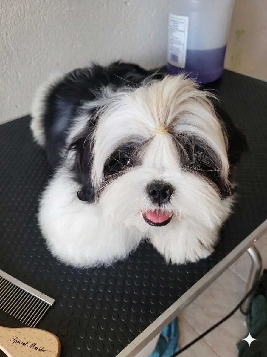 de la vallée aux mille fleurs - Chiots disponibles - Shih Tzu