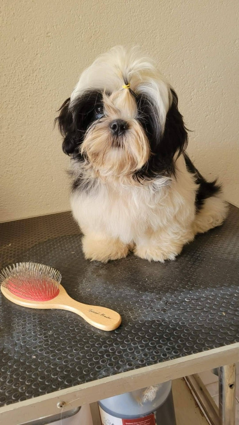 de la vallée aux mille fleurs - Chiots disponibles - Shih Tzu