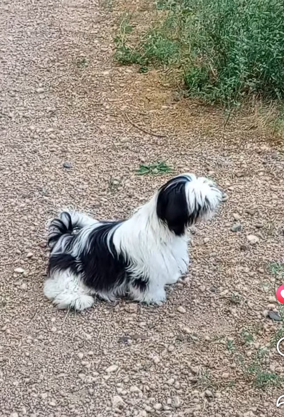 de la vallée aux mille fleurs - Chiots disponibles - Shih Tzu