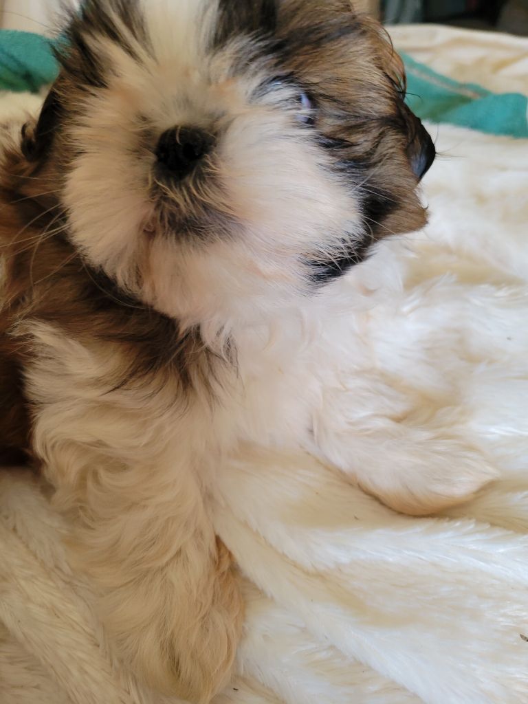 de la vallée aux mille fleurs - Chiots disponibles - Shih Tzu