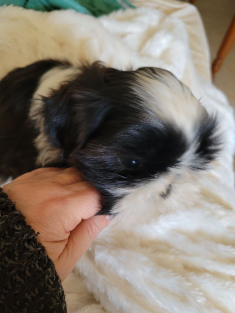 de la vallée aux mille fleurs - Chiots disponibles - Shih Tzu