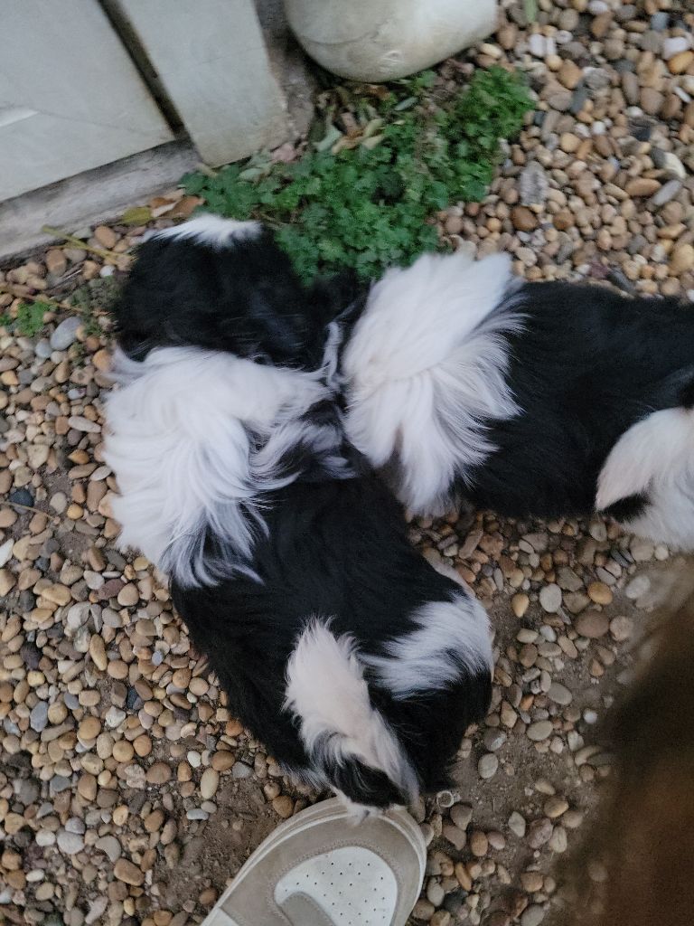 de la vallée aux mille fleurs - Chiots disponibles - Shih Tzu