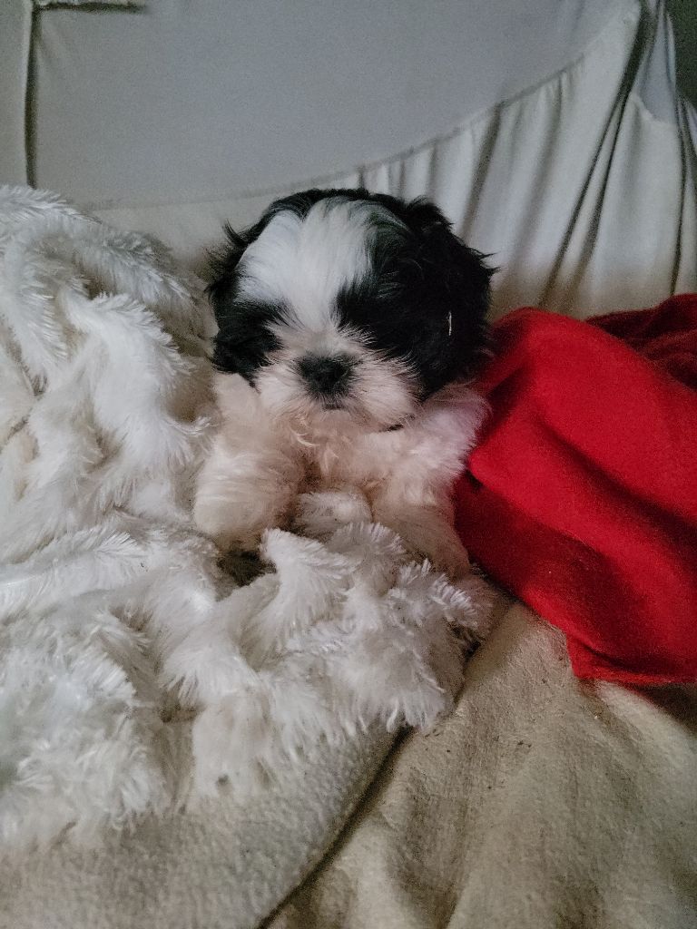 de la vallée aux mille fleurs - Chiots disponibles - Shih Tzu